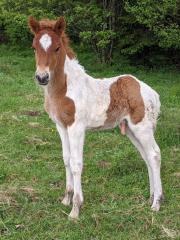 Lundi vom Scherzingerhof